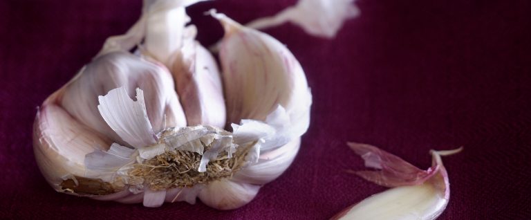 editorial - garlic solo - variationen von knoblauch